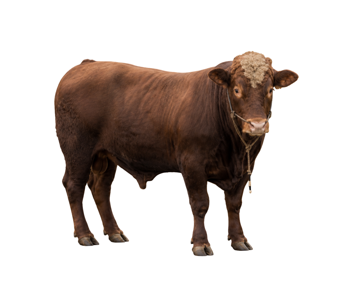 Sapi 750kg